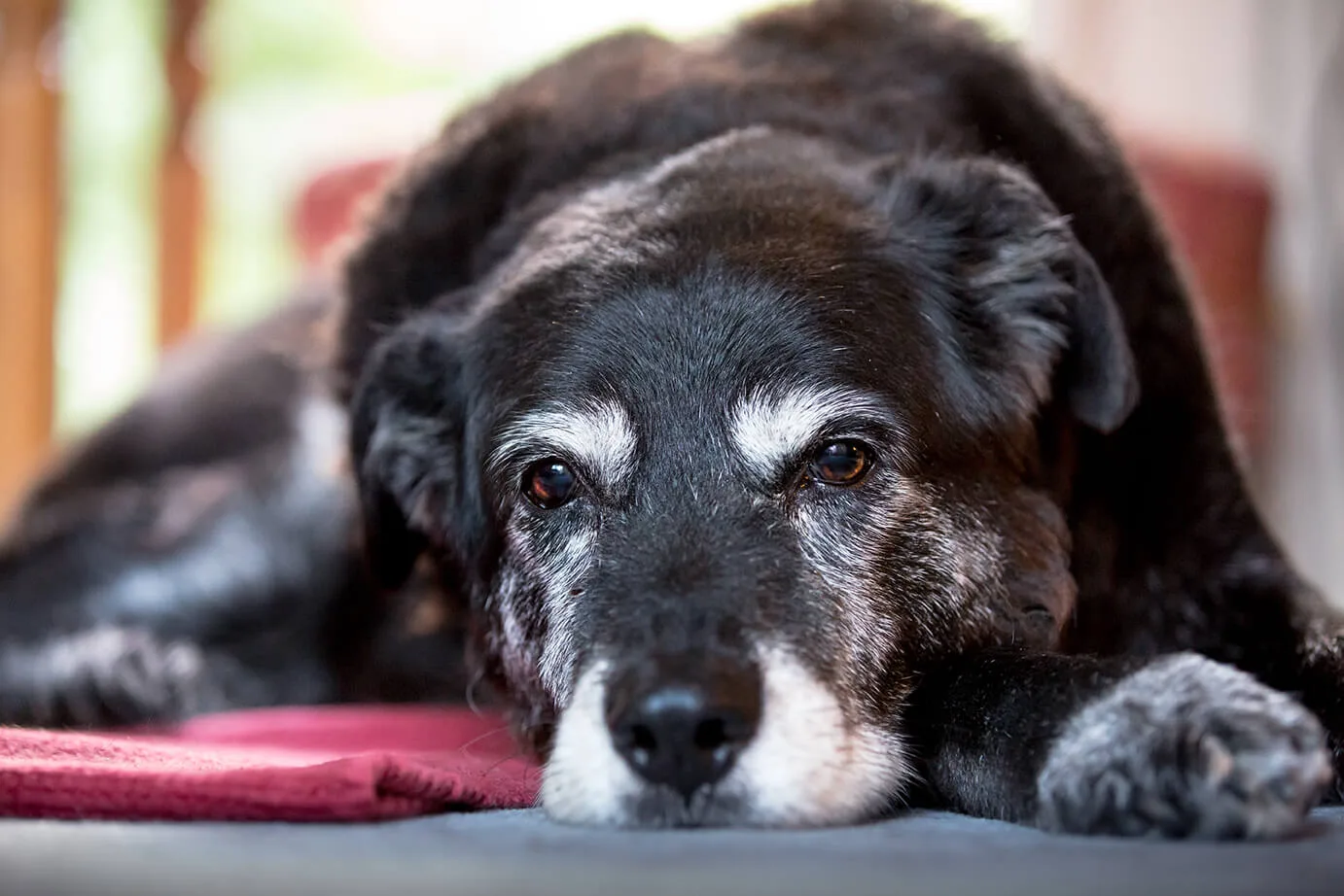 獣医師監修 犬の年齢 何歳からシニア 老化症状のサインは ペットニュースストレージ ペット ファミリー損保