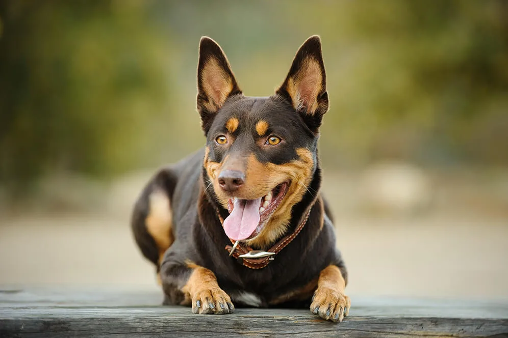 ギネス記録 世界で最も長く生きた犬の年齢 犬種とは ペットニュースストレージ ペット ファミリー損保