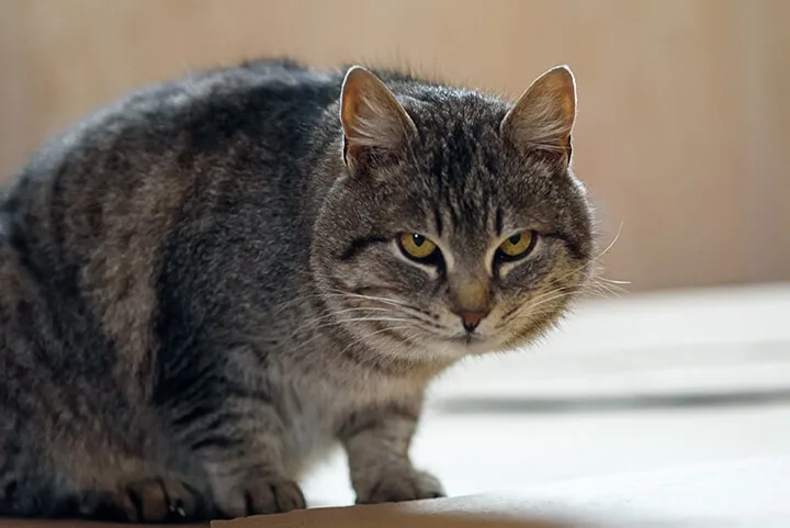 獣医師監修 猫の老化症状 6つのサイン あなたの猫は大丈夫 ペットニュースストレージ ペット ファミリー損保