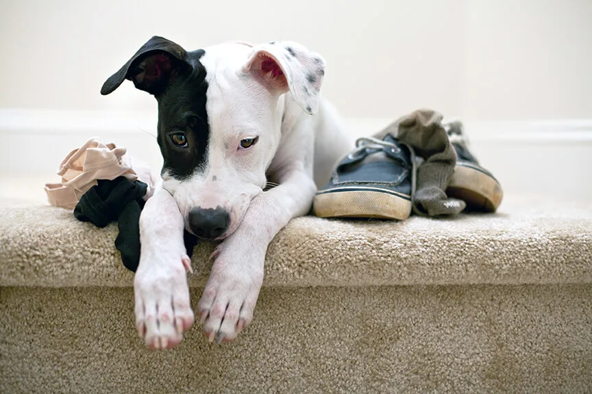 プロドッグトレーナー監修 噛みつく ときの 犬の気持ちとは 人と犬との気持ちの ズレ ペットニュースストレージ ペット ファミリー損保