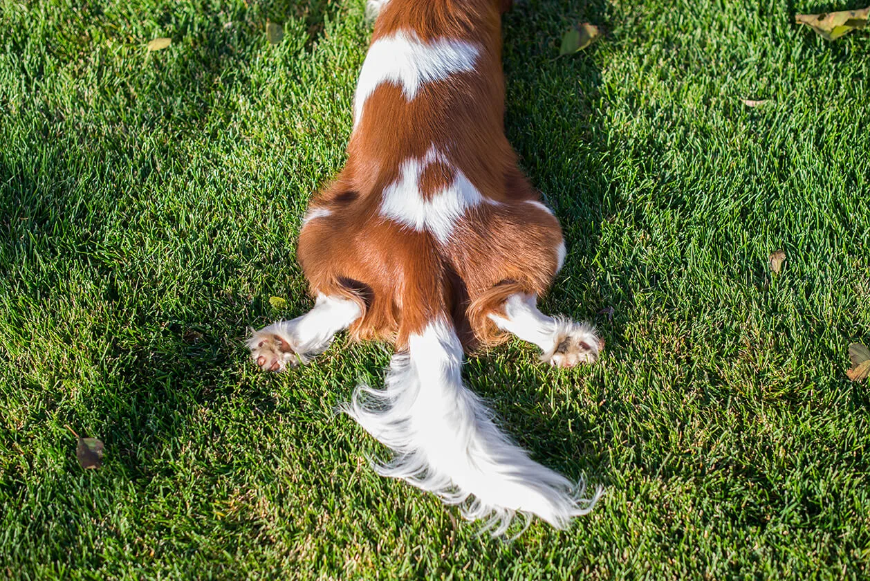 尻尾 捻挫 犬