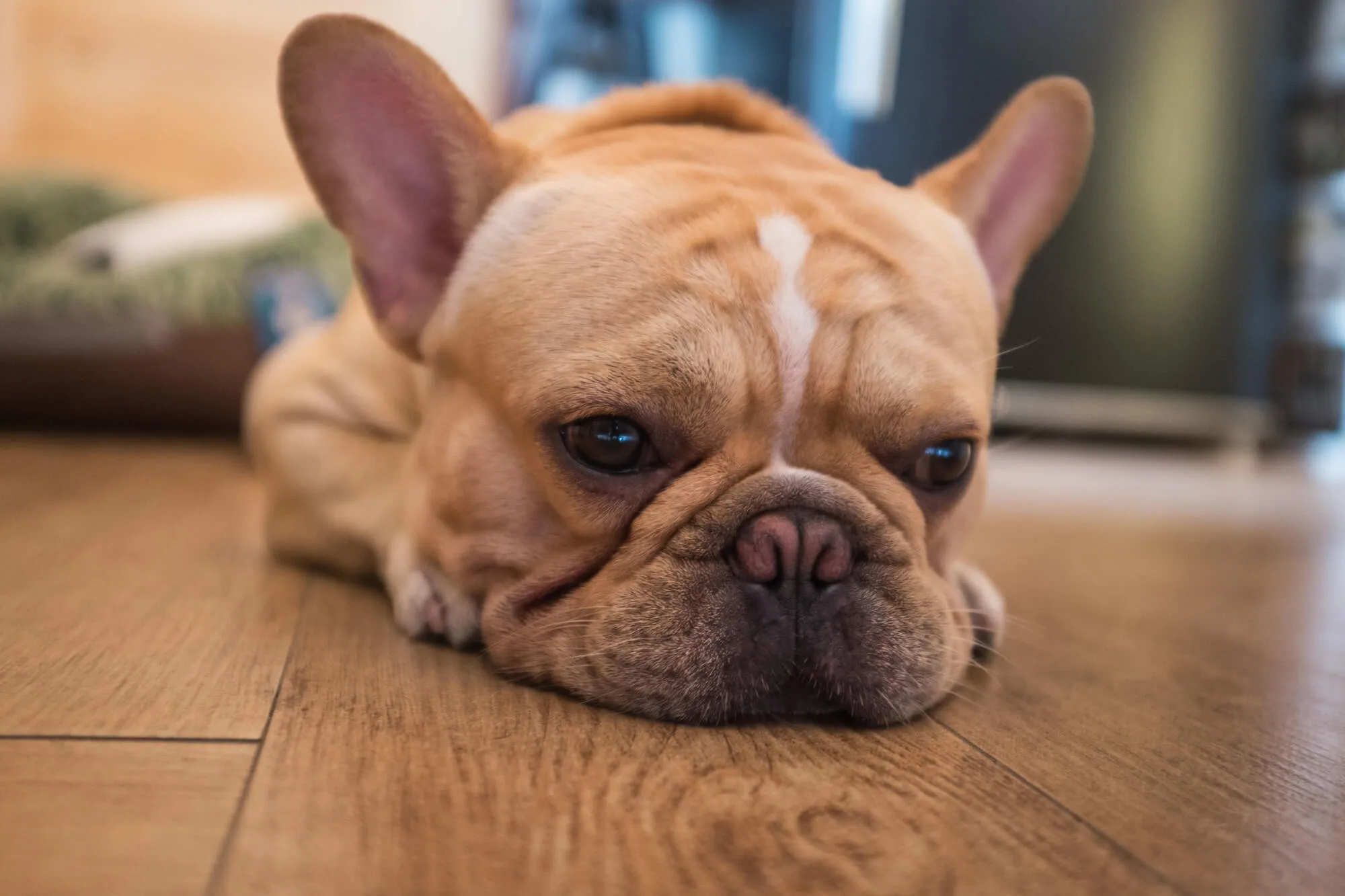 獣医師監修 熱中症は愛犬の命を瞬時にうばう 病気のサイン 対策 応急処置を知っておこう ペットニュースストレージ ペット ファミリー損保