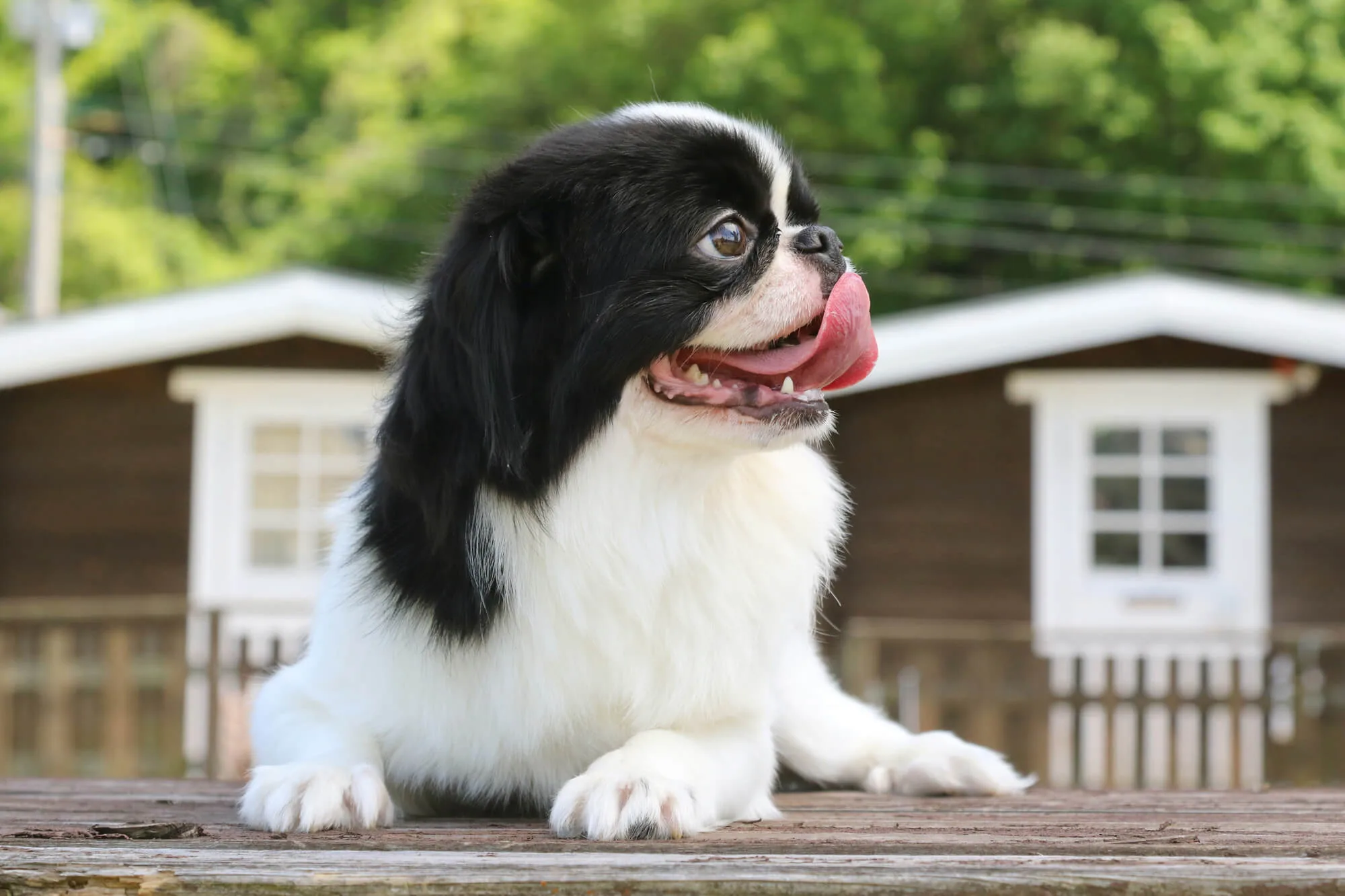 獣医師監修 熱中症は愛犬の命を瞬時にうばう 病気のサイン 対策 応急処置を知っておこう ペットニュースストレージ ペット ファミリー損保