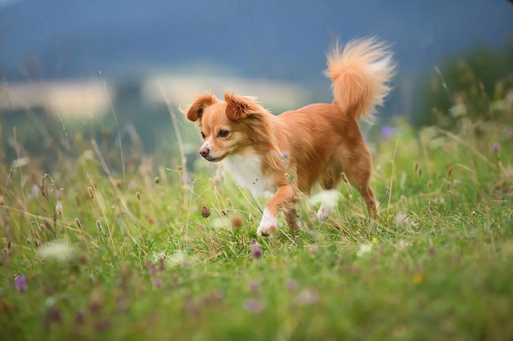 プロドッグトレーナー監修 しっぽで知る犬の気持ち しっぽを振るのは良くないってホント ペットニュースストレージ ペット ファミリー損保