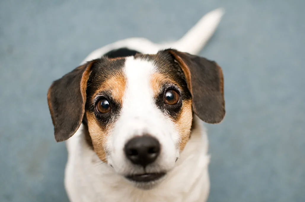 プロドッグトレーナー監修 しっぽで知る犬の気持ち しっぽを振るのは良くないってホント ペットニュースストレージ ペット ファミリー損保