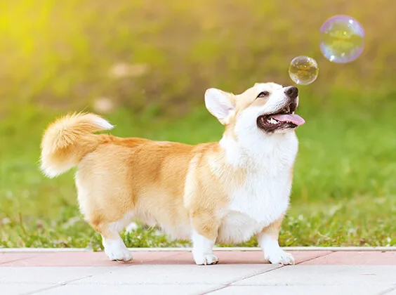 プロドッグトレーナー監修 しっぽで知る犬の気持ち しっぽを振るのは良くないってホント ペットニュースストレージ ペット ファミリー損保