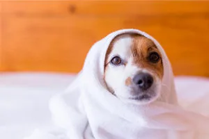 プロドッグトレーナー監修 犬のしつけ 愛犬にトイレを覚えてもらうトレーニング方法とは ペットニュースストレージ ペット ファミリー損保