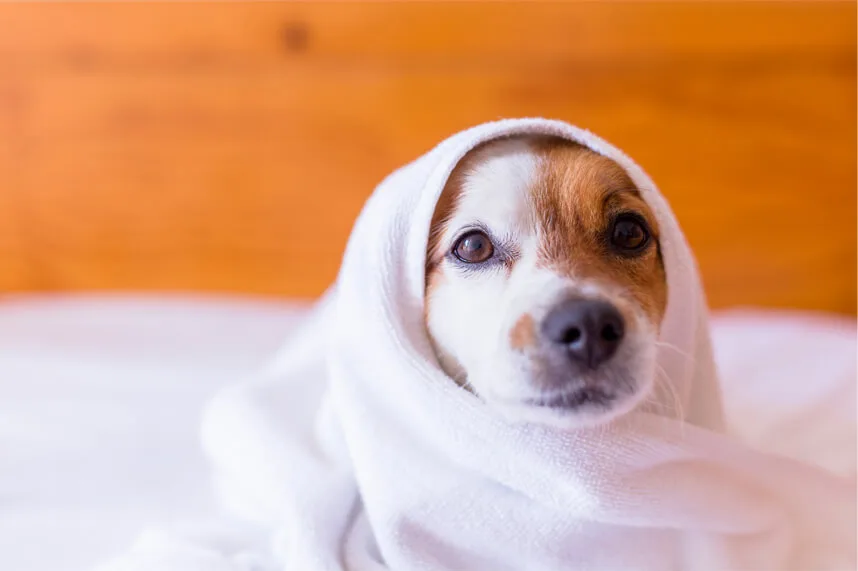 プロドッグトレーナー監修 犬のしつけ 愛犬にトイレを覚えてもらうトレーニング方法とは ペットニュースストレージ ペット ファミリー損保