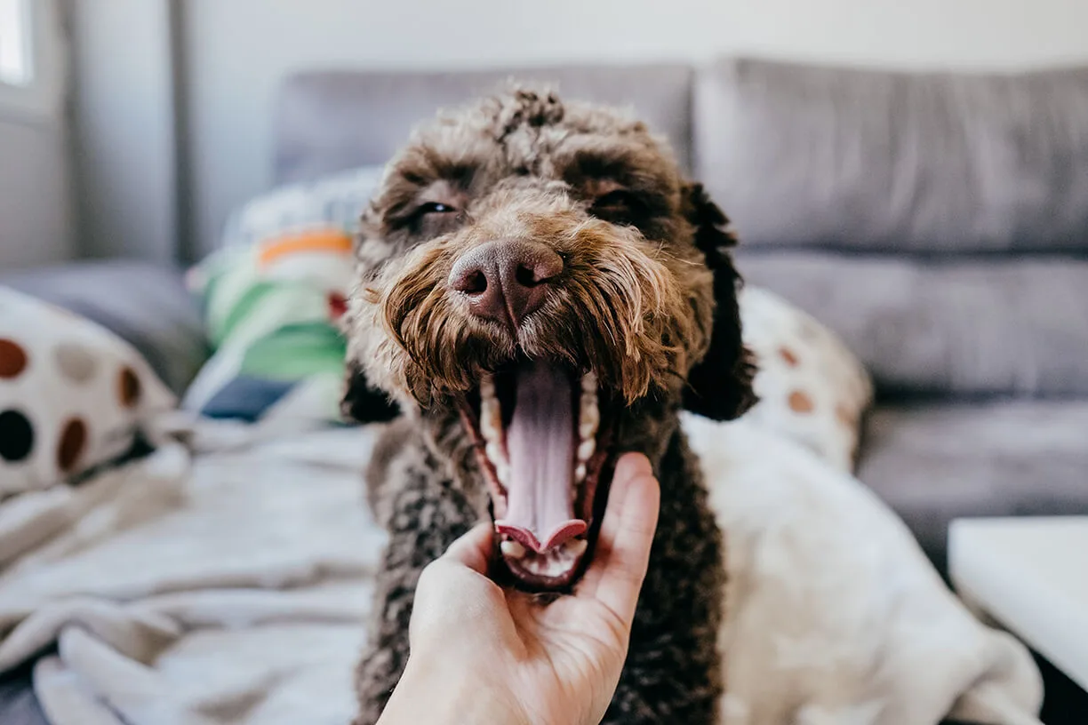 飼いやすい犬はいない 命と暮らす大切さ ペットニュースストレージ ペット ファミリー損保 飼いやすい犬はいない 命と暮らす大切さ ペットニュースストレージ ペット ファミリー損保