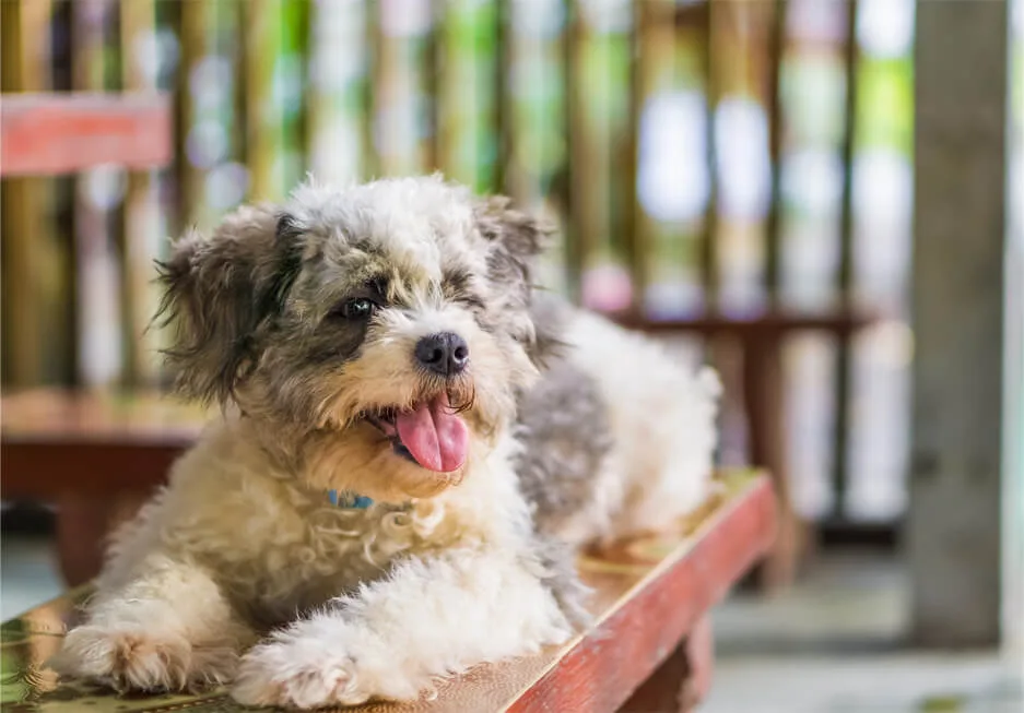 プロドッグトレーナー監修 犬のしつけ 愛犬にトイレを覚えてもらうトレーニング方法とは ペットニュースストレージ ペット ファミリー損保