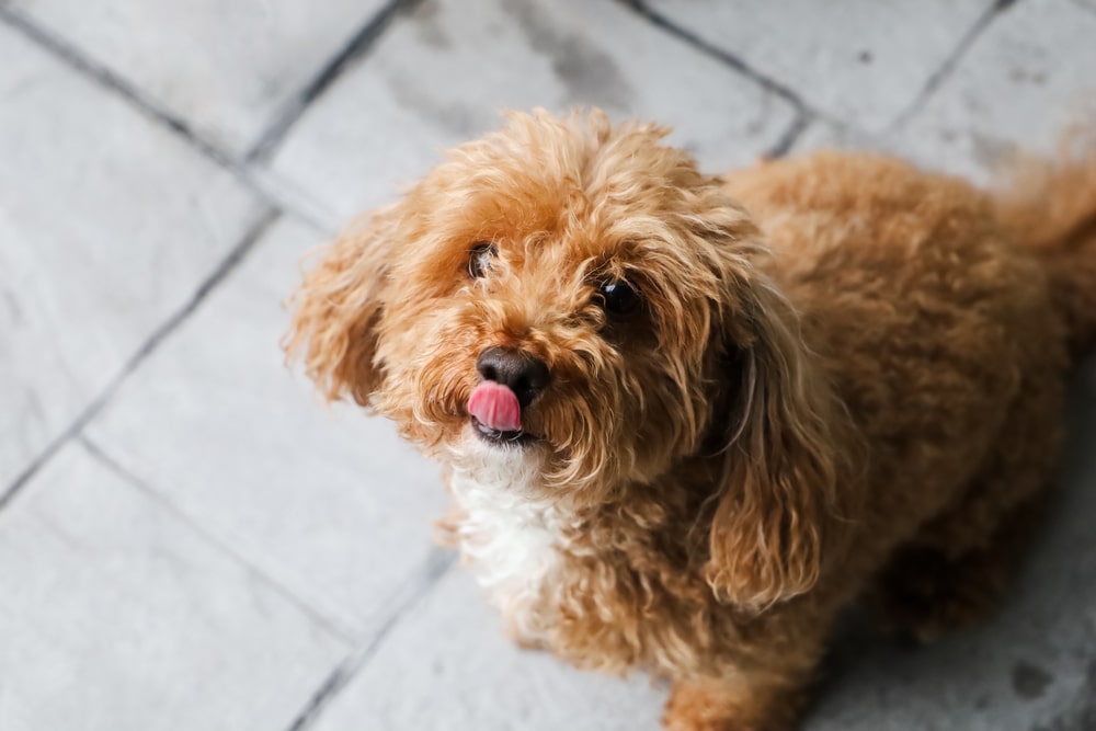 共通して大切なのは、愛犬の性格を知ること