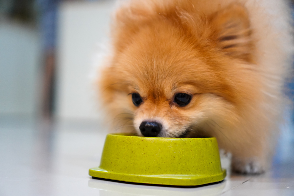 犬がご飯を食べない理由と対処方法を解説