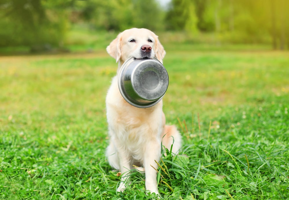 犬がご飯を食べない時の飼い主さんの注意点