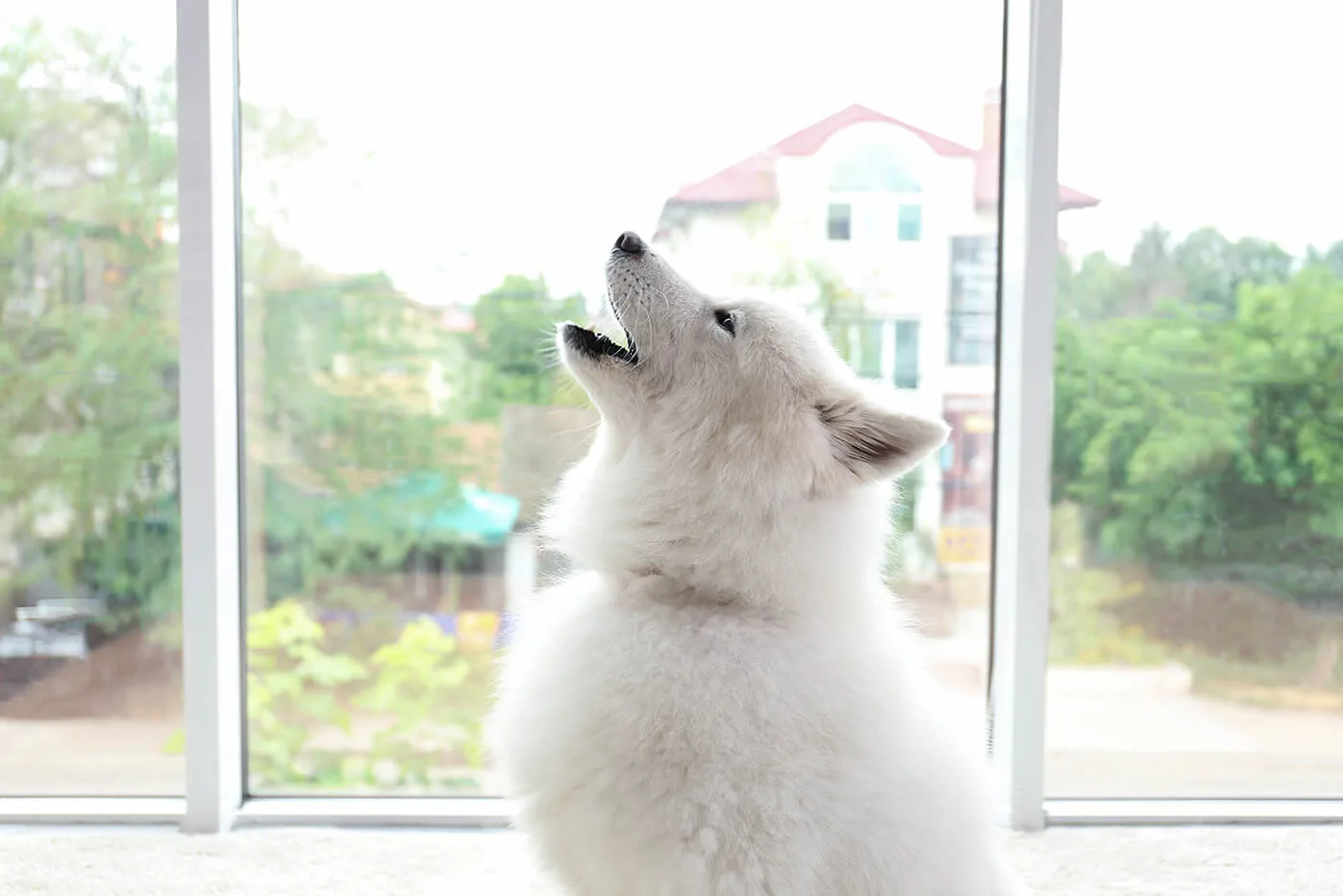 留守番中の犬の鳴き声 遠吠えは不安の合図 動画 ペットニュースストレージ ペット ファミリー損保