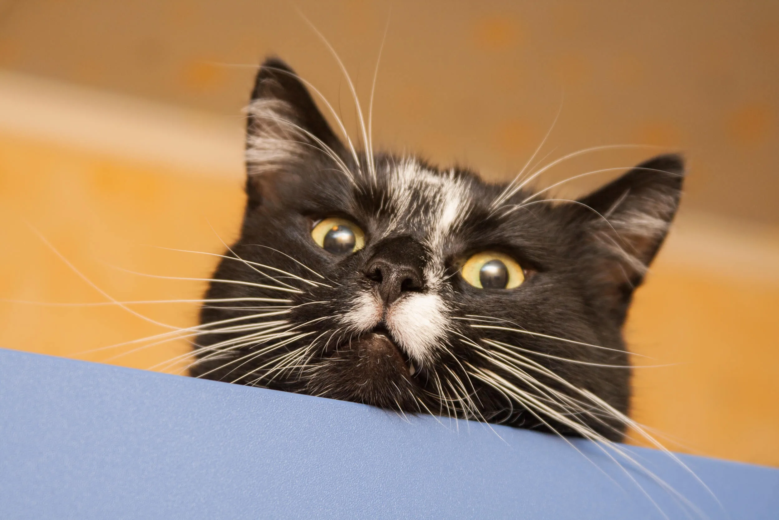 猫の鳴き声から読みとる 4つのサイン ペットニュースストレージ ペット ファミリー損保