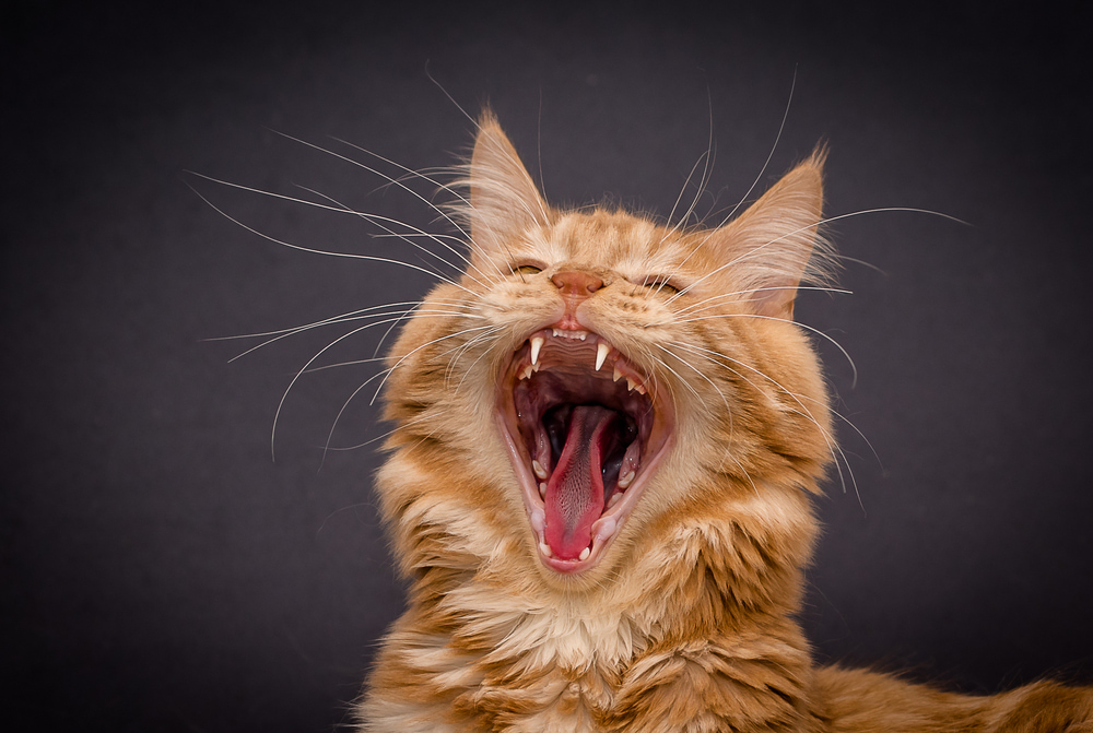 猫が鳴き止んでくれない…それにはやはり理由があるのです。