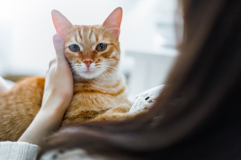 なかなか鳴きやまない…上手な猫のしつけ方