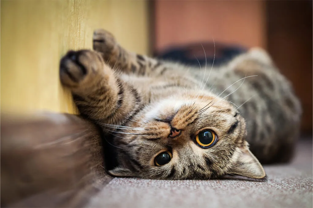 獣医師監修 猫が甘えるサインは 甘える理由や可愛く甘える鳴き声動画もご紹介 ペットニュースストレージ ペット ファミリー損保