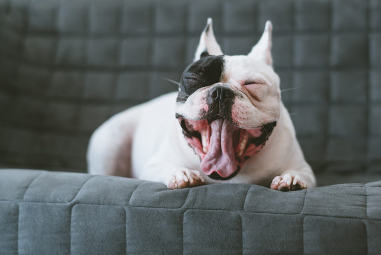 口笛吹きと犬