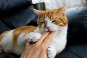 猫が甘噛みをする理由とは 今日からトライしたい噛む理由別の対処法 ペットニュースストレージ ペット ファミリー損保