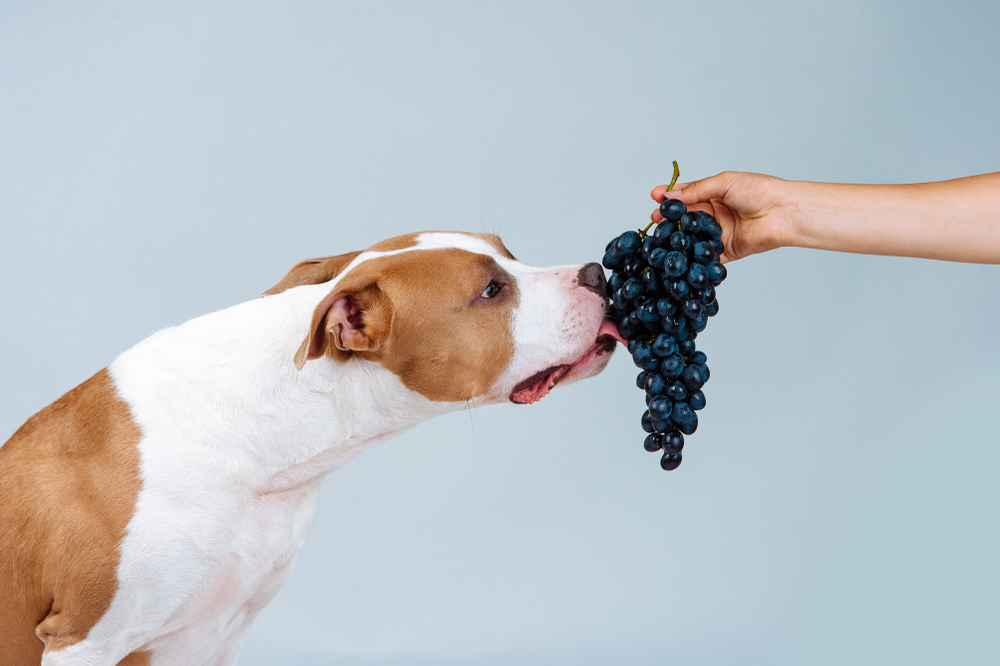 【獣医師監修】なぜ犬は「ぶどう」を食べてはいけないの？中毒症状と対処法を解説