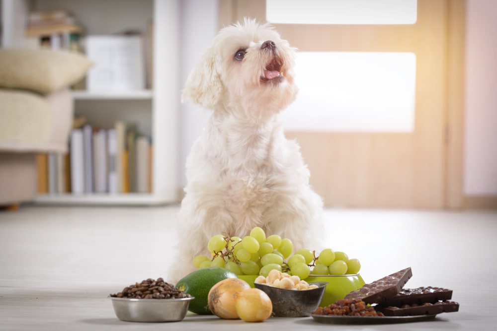 なぜ、犬にぶどうを食べさせてはいけないの？