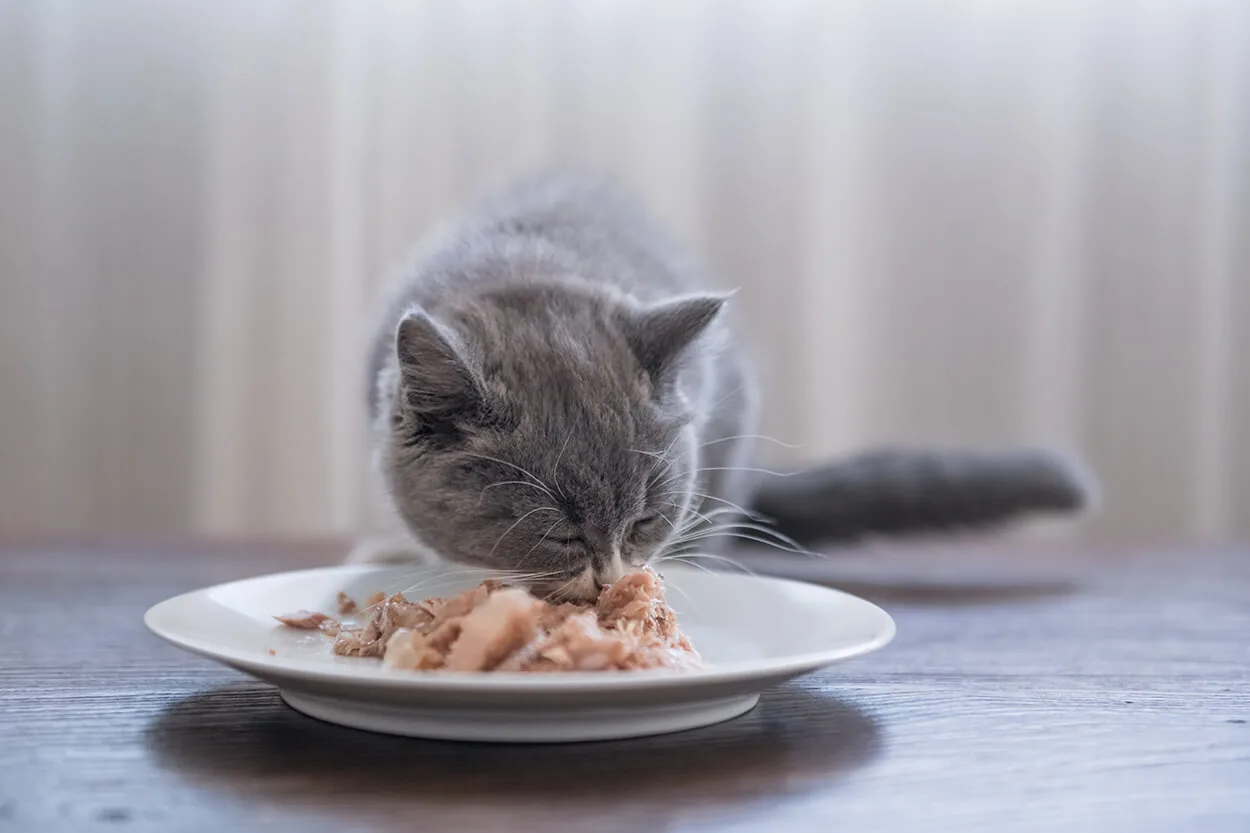 獣医師監修 子猫が餌を食べない どうすればいいの 生後１ヶ月 ２ヶ月 ペットニュースストレージ ペット ファミリー損保