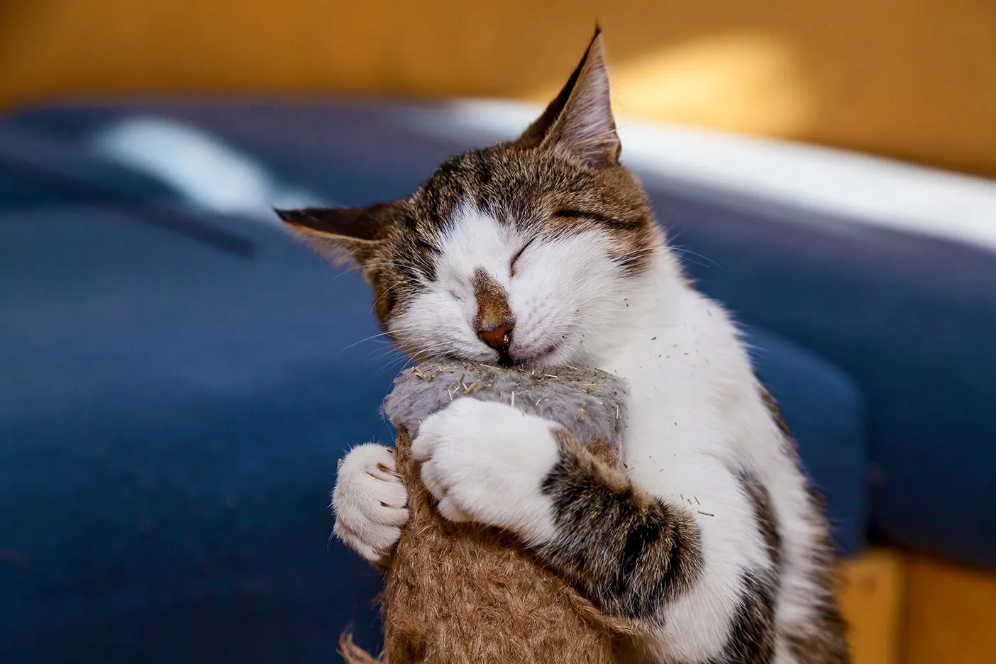 猫が甘噛みをする理由とは 今日からトライしたい噛む理由別の対処法 ペットニュースストレージ ペット ファミリー損保