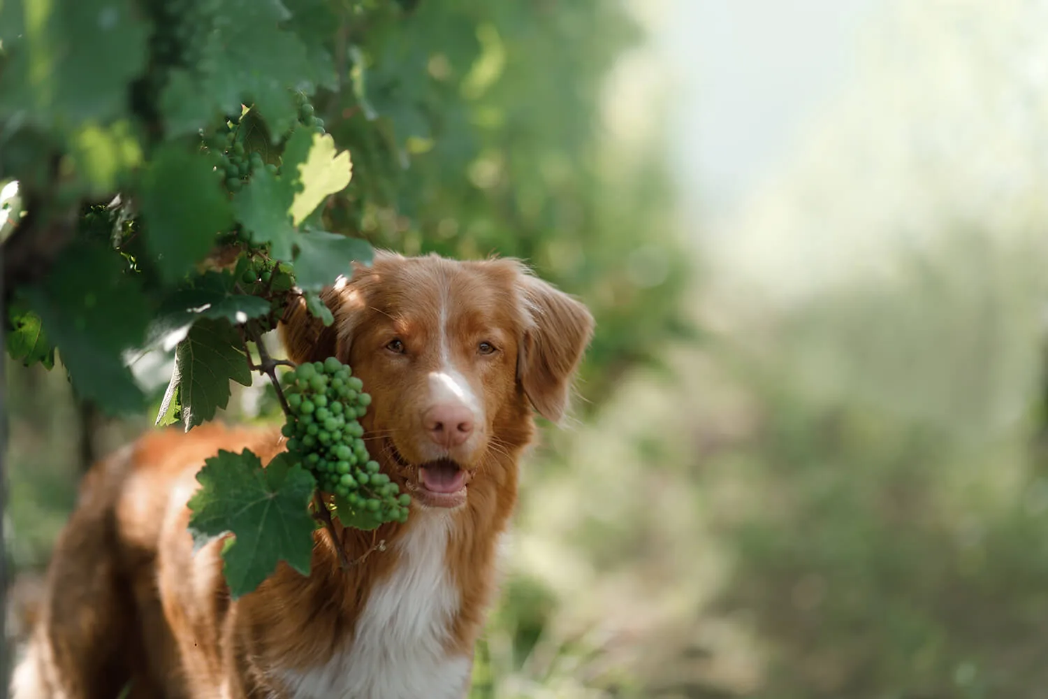 獣医師監修 なぜ犬は ぶどう を食べてはいけないのか ぶどうが引き起こす症状と量 ペットニュースストレージ ペット ファミリー損保