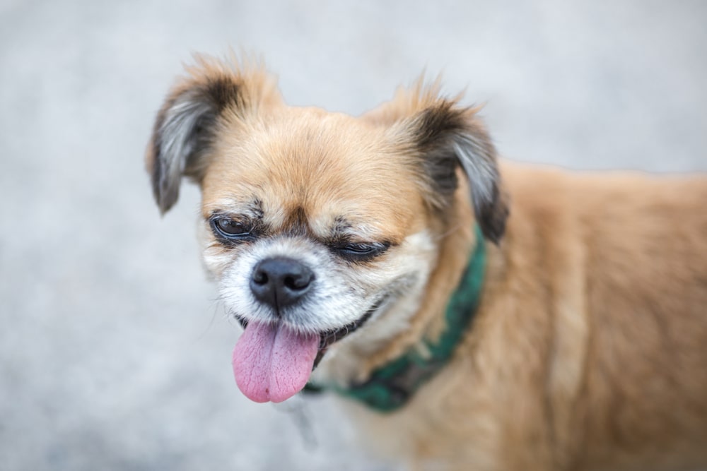 ぶどう以外にもある！犬が食べてはいけないものリスト