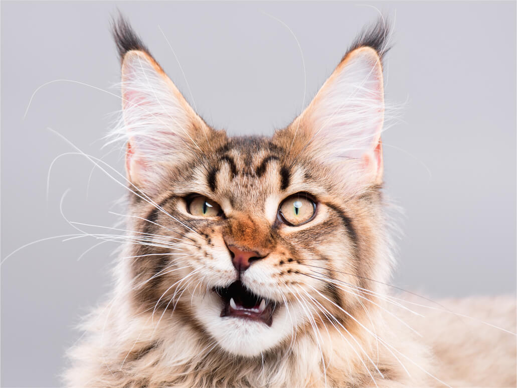 猫がニオイを嗅いだ時に見せる変顔！その名も「フレーメン反応」