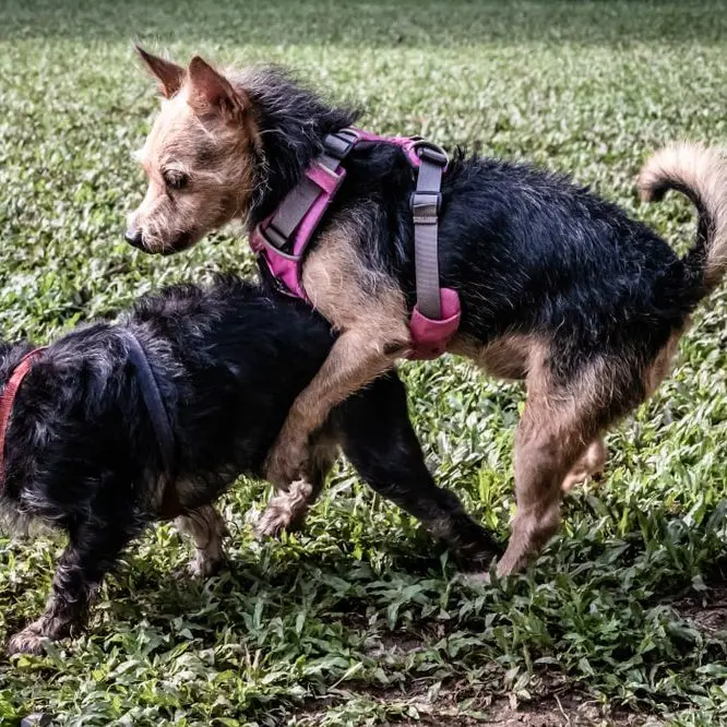 犬がマウンティングをする理由と辞めさせる方法を紹介 | ペット 犬がマウンティングをする理由と辞めさせる方法を紹介 | ペット