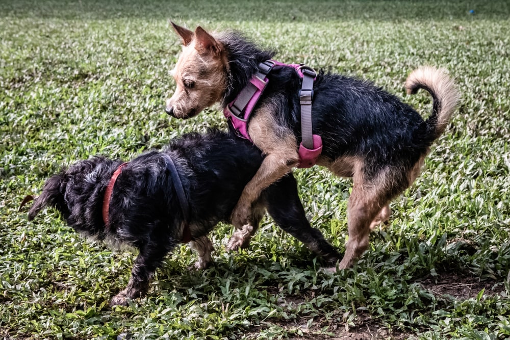 犬がマウンティングをする理由と辞めさせる方法を紹介