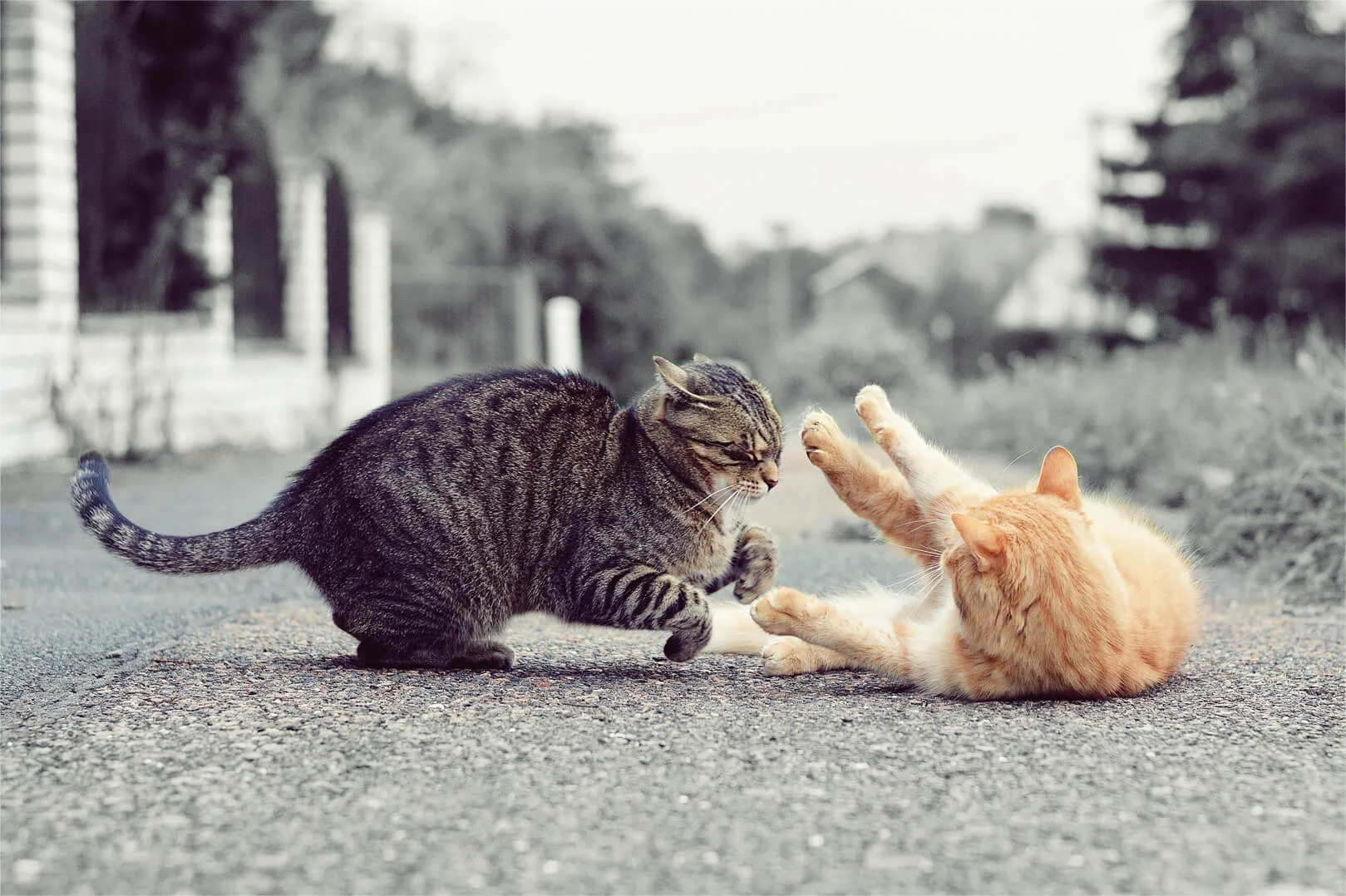 猫はけんかする生きもの かしこい飼い主の けんかの止めかた ペットニュースストレージ ペット ファミリー損保