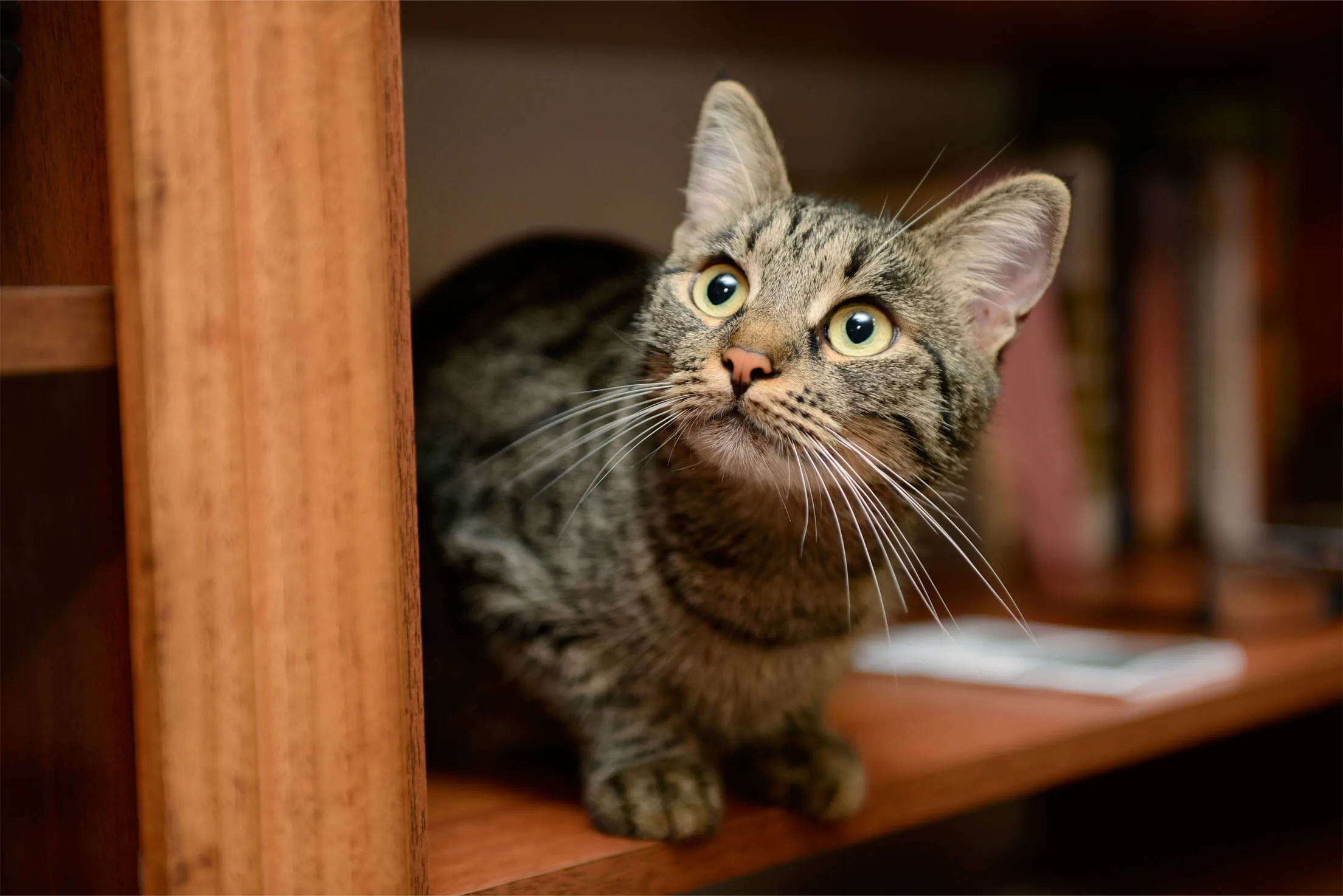 愛猫のうんちが出ない ほんとうは危ない猫の便秘 症状について