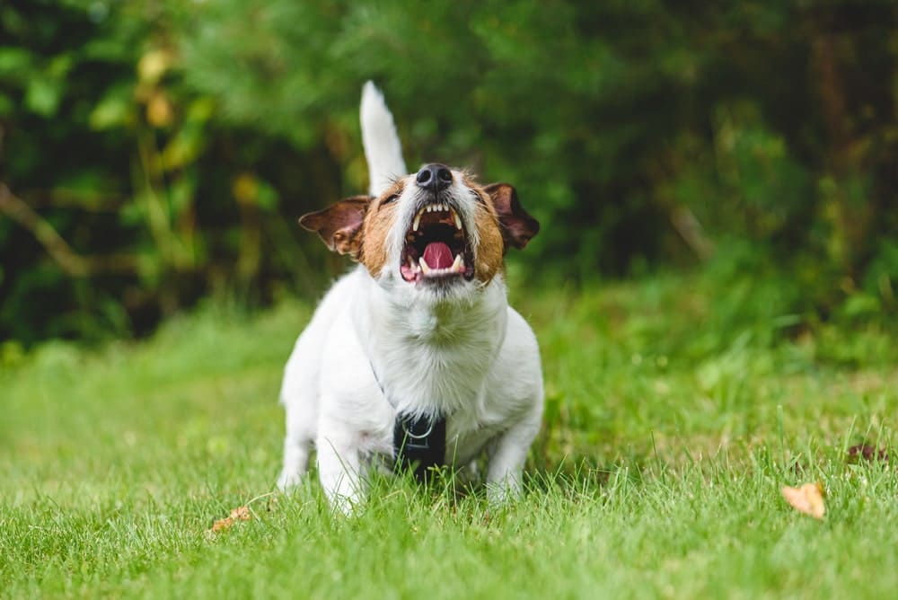 犬がマウンティングをする理由