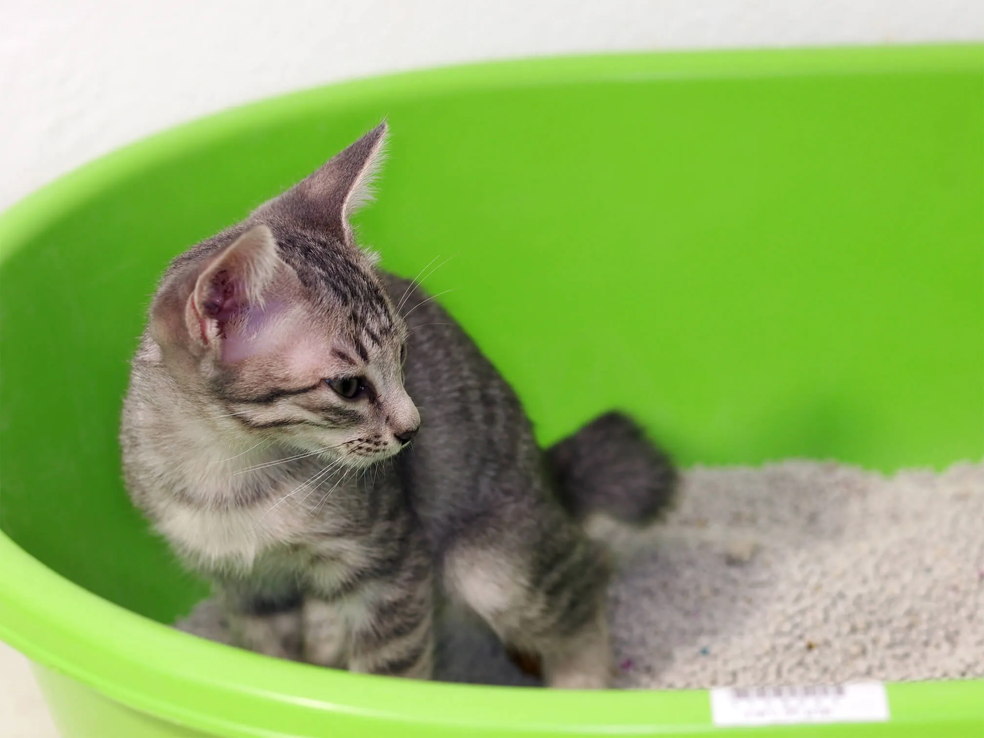 愛猫のうんちが出ない ほんとうは危ない猫の便秘 症状について ペットニュースストレージ ペット ファミリー損保