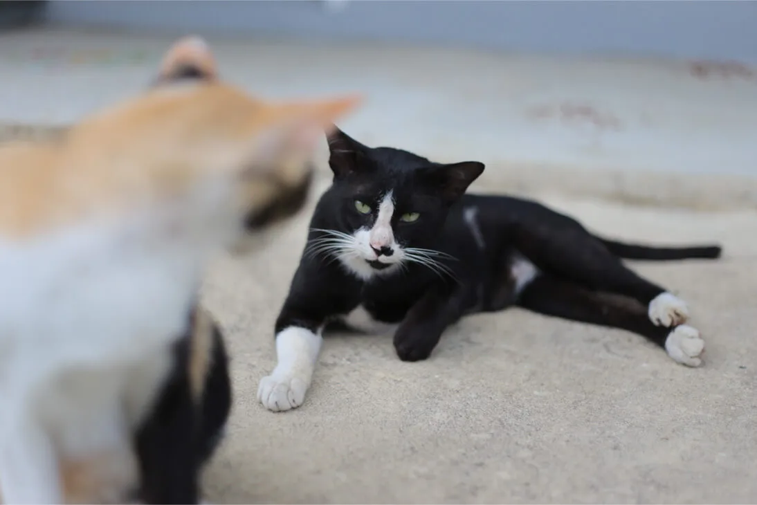 猫はけんかする生きもの かしこい飼い主の けんかの止めかた ペットニュースストレージ ペット ファミリー損保