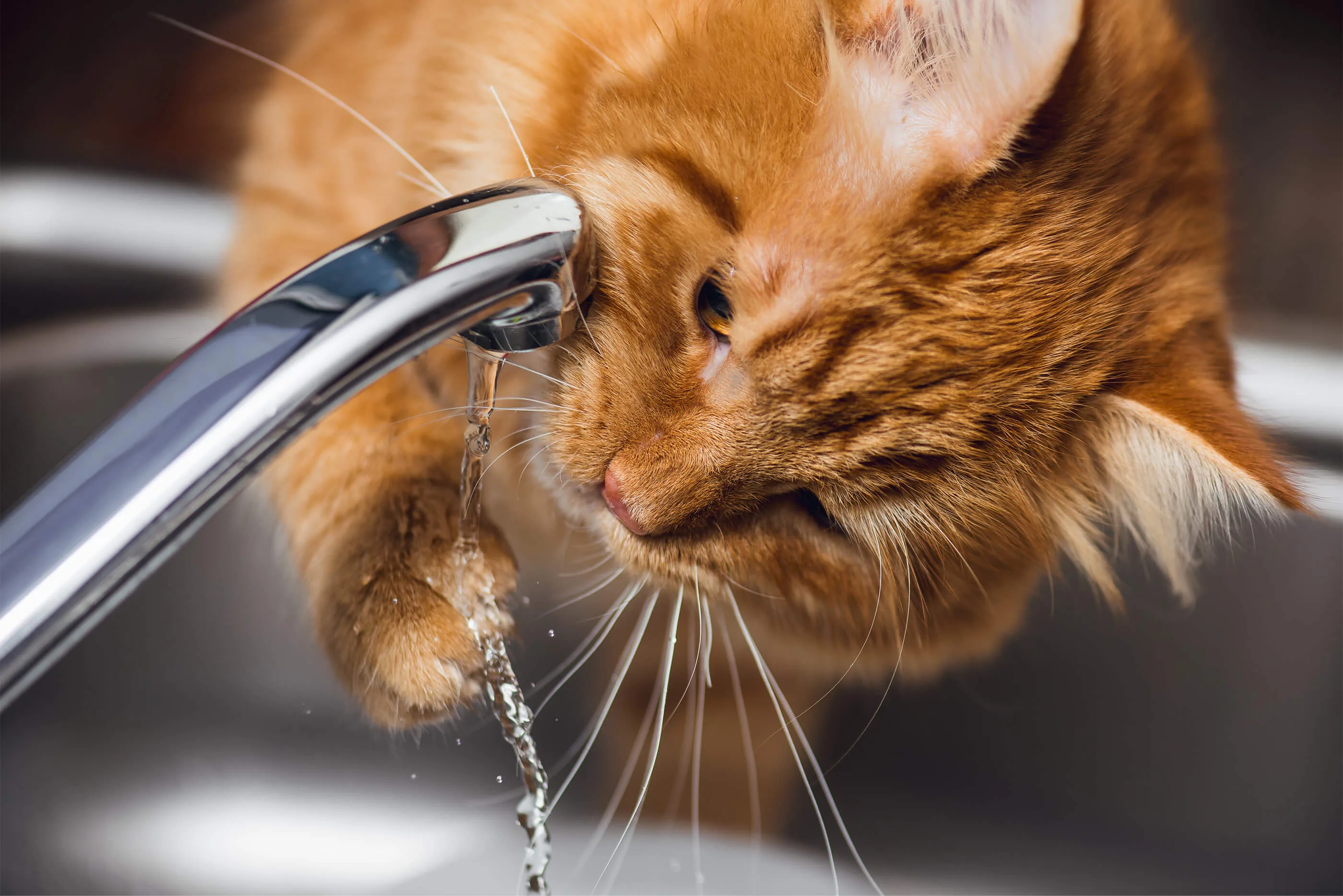 愛猫のうんちが出ない ほんとうは危ない猫の便秘 症状について ペットニュースストレージ ペット ファミリー損保