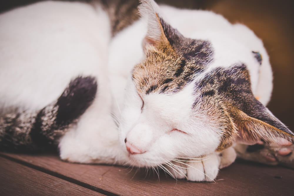 愛猫が便秘の時にやってはいけないこと