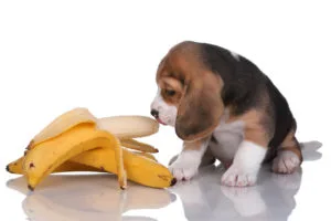 犬にバナナは与えてもいい 栄養素から見るおやつ考 ペットニュース