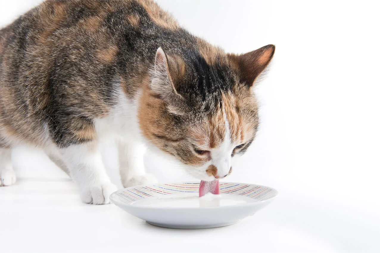 ミルク いつまで 子猫