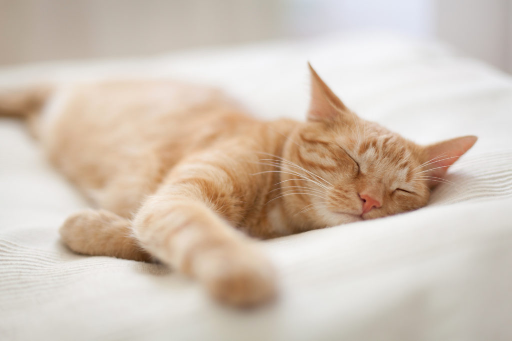 【獣医師監修】 猫はよく寝る動物？ 猫に適切な睡眠時間とは？ ペットニュースストレージ(ペット&ファミリー損保)