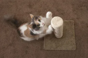 猫はどうして爪とぎをするの その理由と対策 ペットニュースストレージ ペット ファミリー損保 猫はどうして爪とぎをするの その理由と対策 ペットニュースストレージ ペット ファミリー損保