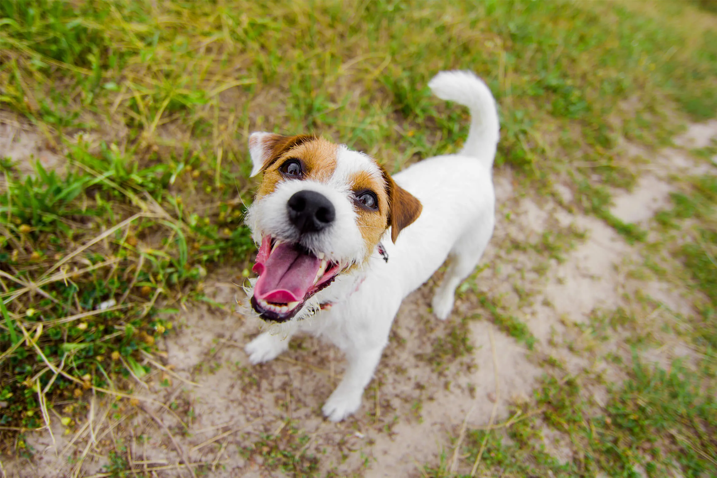 犬に 無駄吠え はない なぜあなたの愛犬は吠えるのか ペットニュースストレージ ペット ファミリー損保