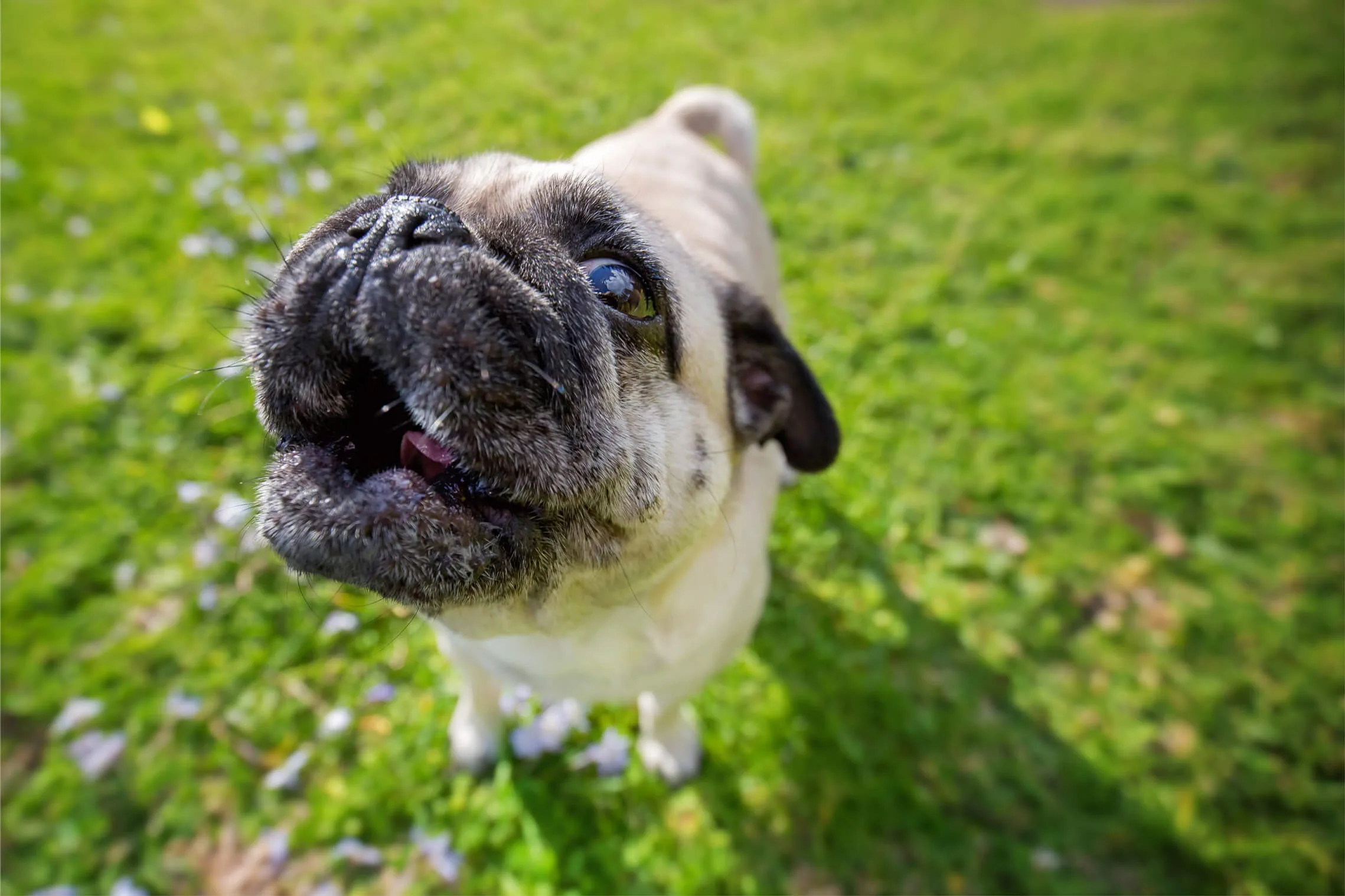 犬に 無駄吠え はない なぜあなたの愛犬は吠えるのか ペットニュースストレージ ペット ファミリー損保