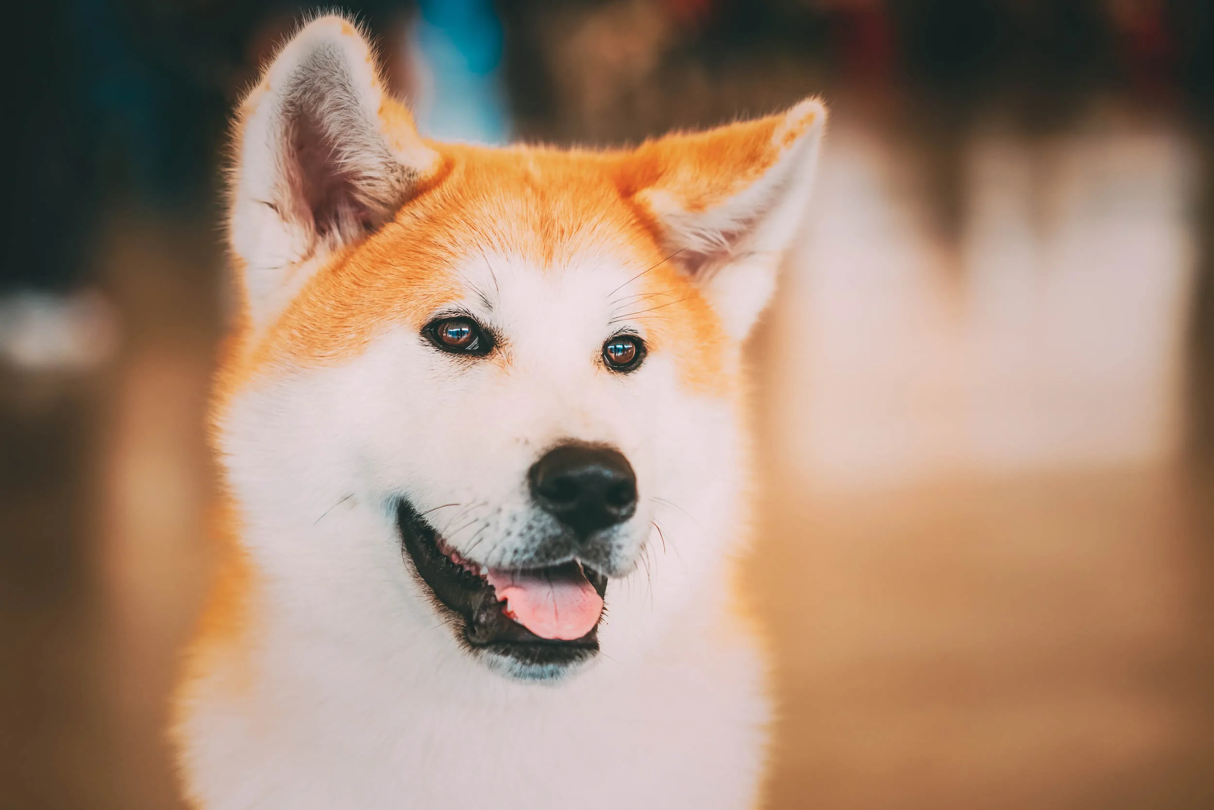 柴犬ってどんな犬 性格 飼い方 特徴についてご紹介 ペットニュースストレージ ペット ファミリー損保