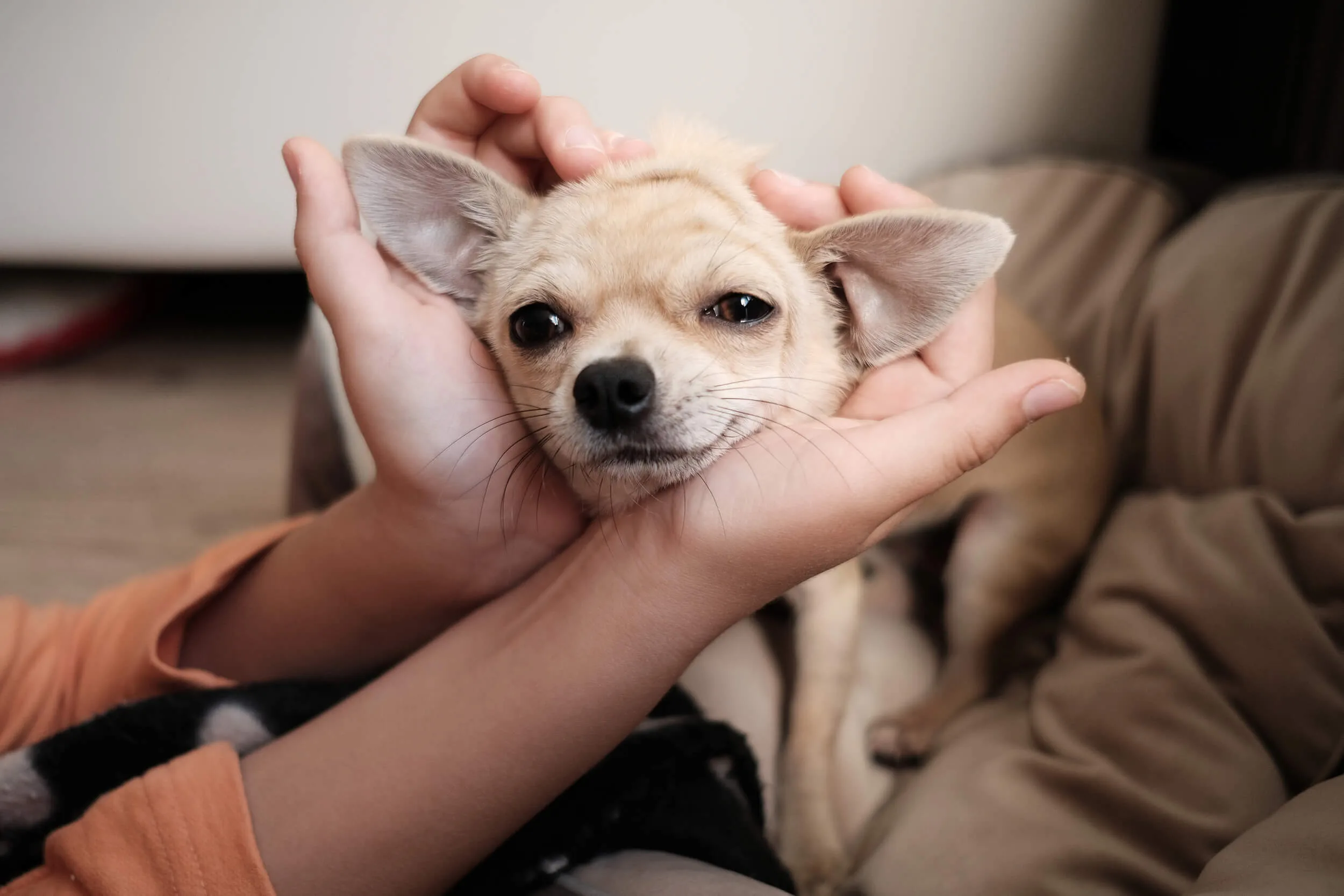 チワワってどんな犬 性格 飼い方 特徴についてご紹介 ペットニュースストレージ ペット ファミリー損保