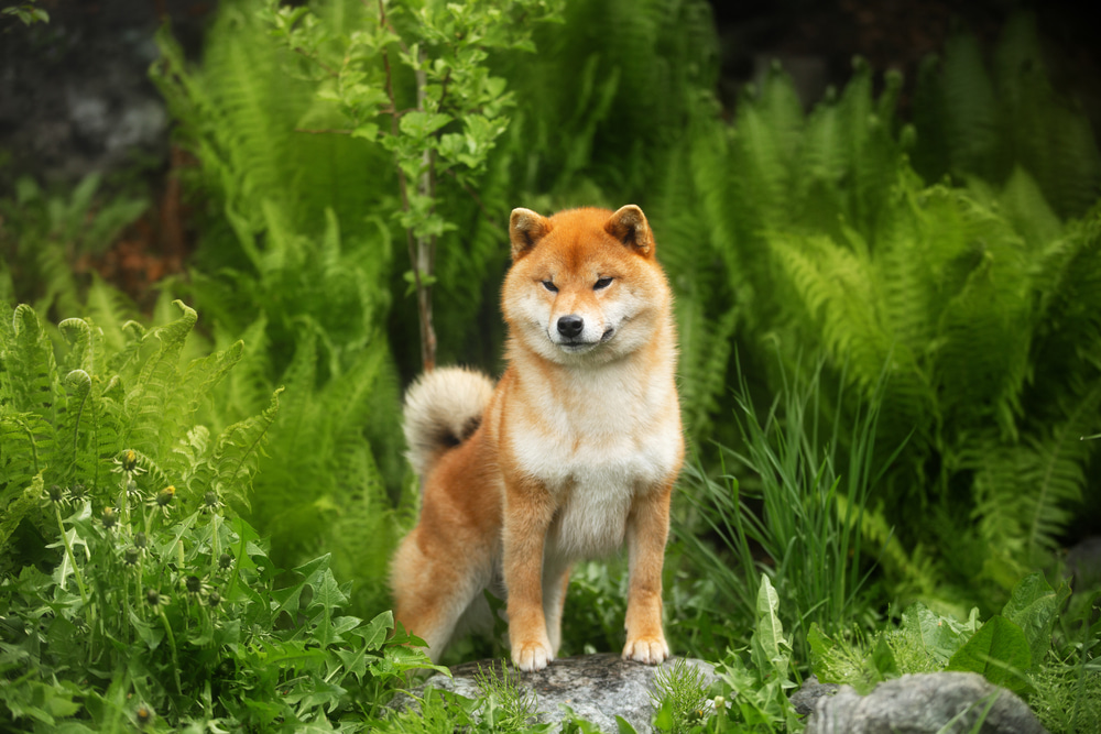 柴犬とは？性格・特徴から飼い方まで魅力を紹介！