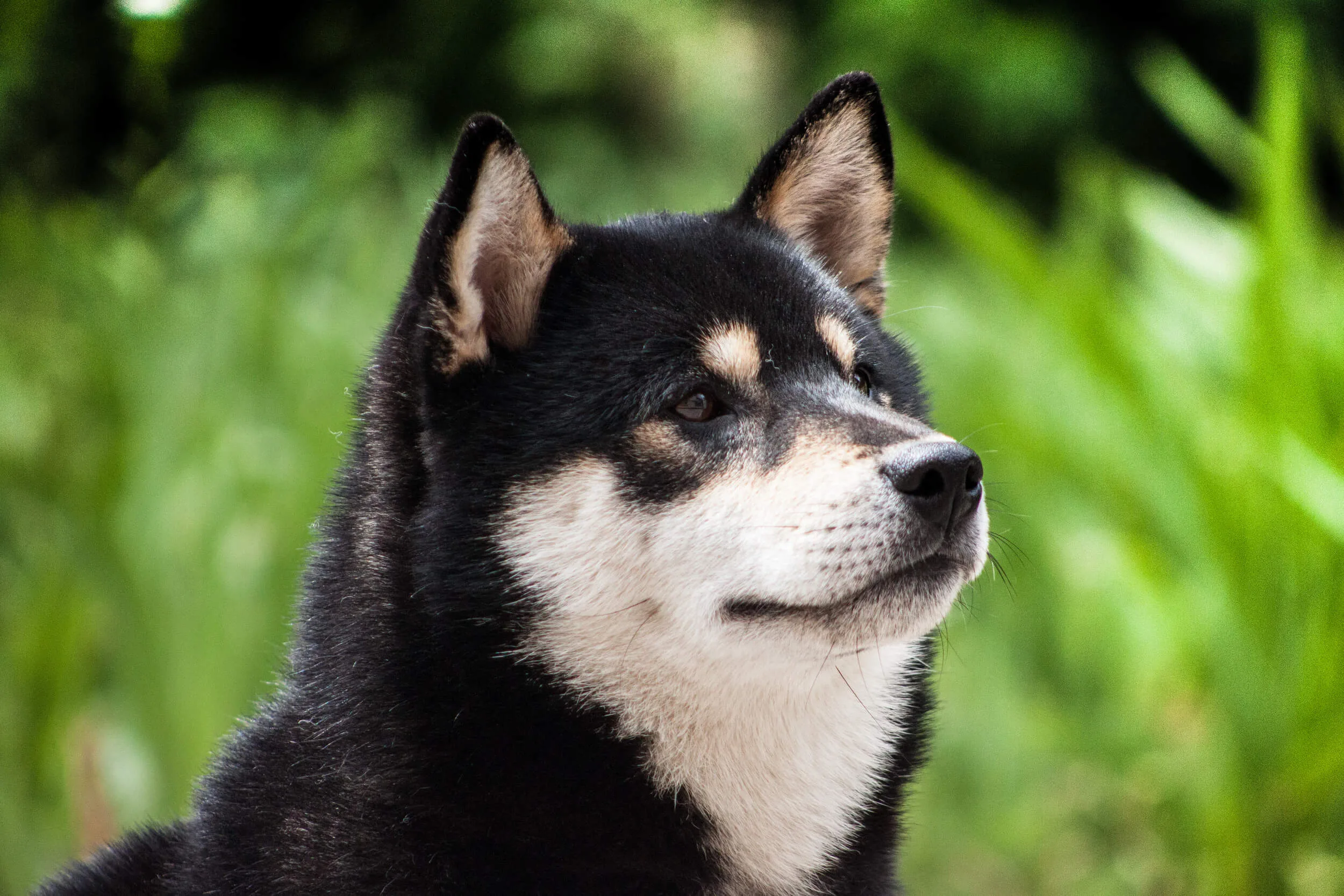 柴犬ってどんな犬 性格 飼い方 特徴についてご紹介 ペットニュースストレージ ペット ファミリー損保